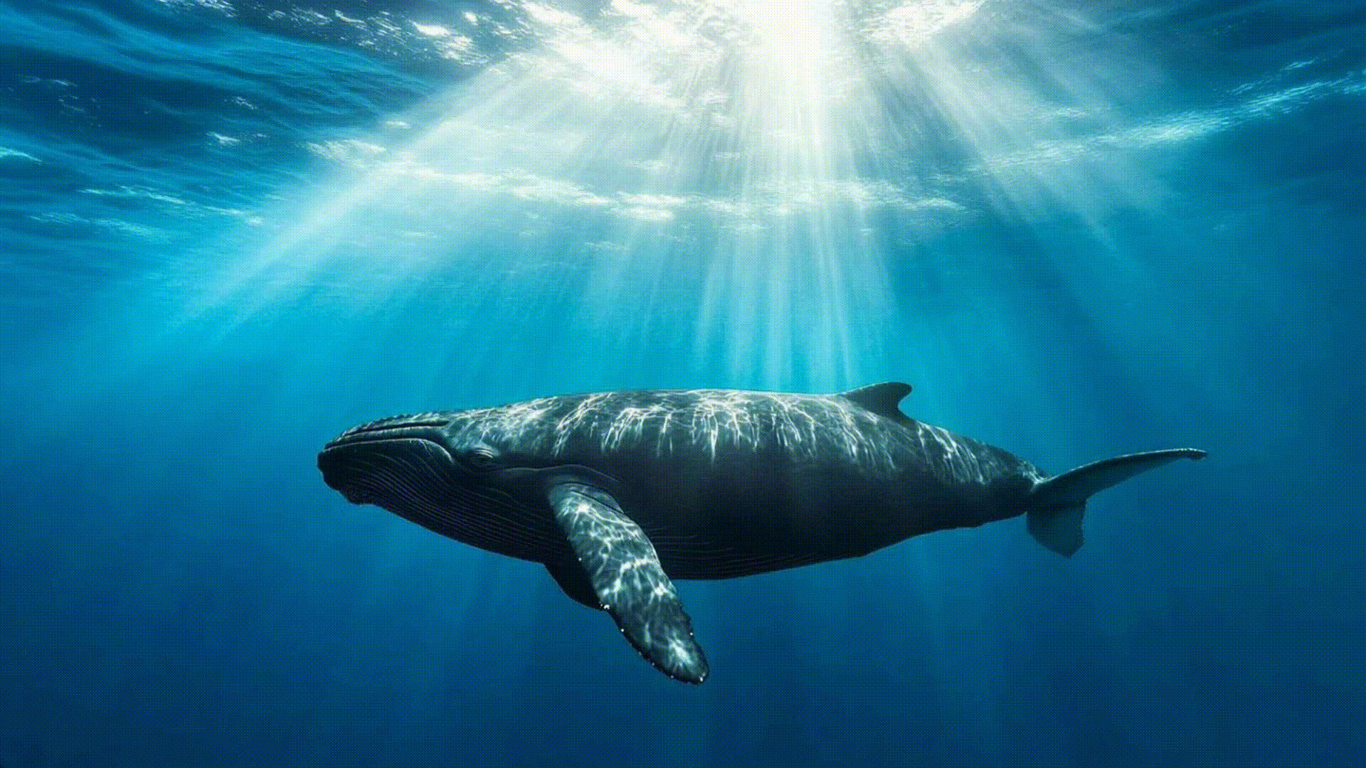 Новая волна охраны океана: инициатива Revive Our Ocean