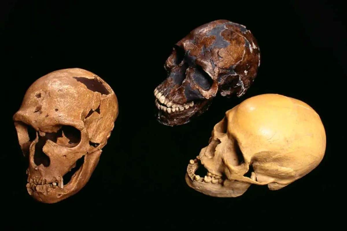 Homo-ның миының өсуі кездейсоқ процесс болуы мүмкін