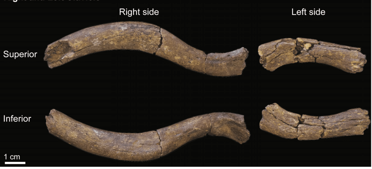 В Кении найден самый полный скелет Homo habilis